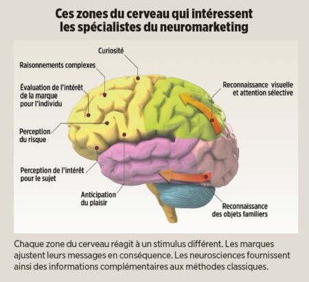 NeuroMarketing: Les zones du cerveau qui intéressent les spécialistes
